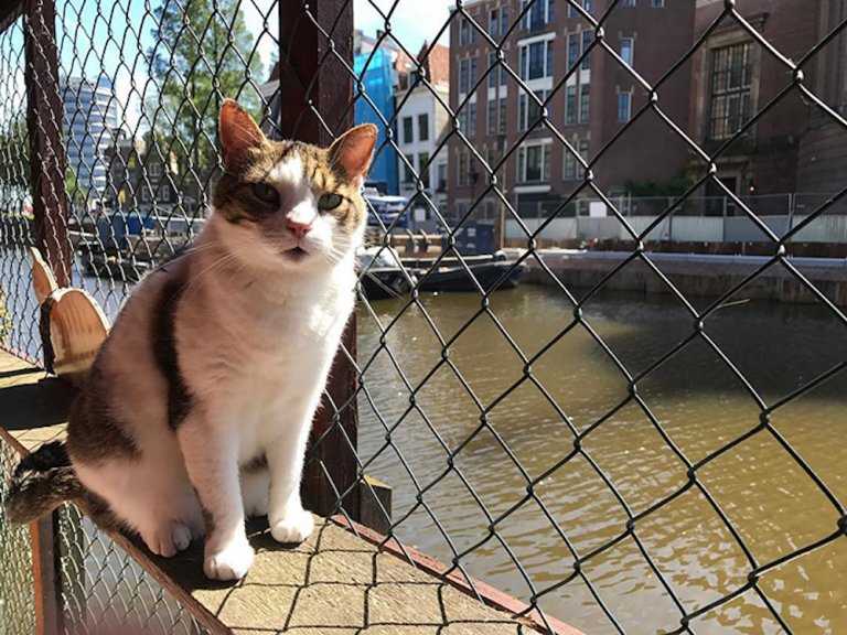floating-cat-sanctuary-de-poezenboot-amsterdam-3-5eabf058003a1__700