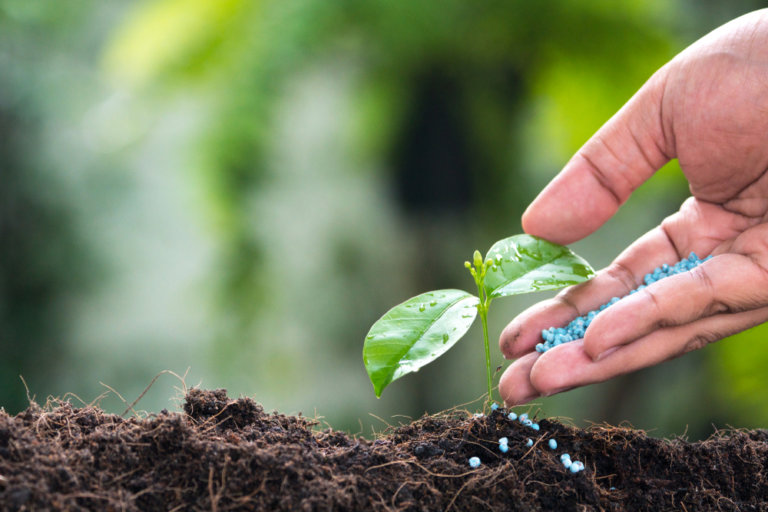 Fertilizer,soil,farmer,Hand,Giving,Chemical,Fertilizer,To,Young,Plant,hand,Of,A